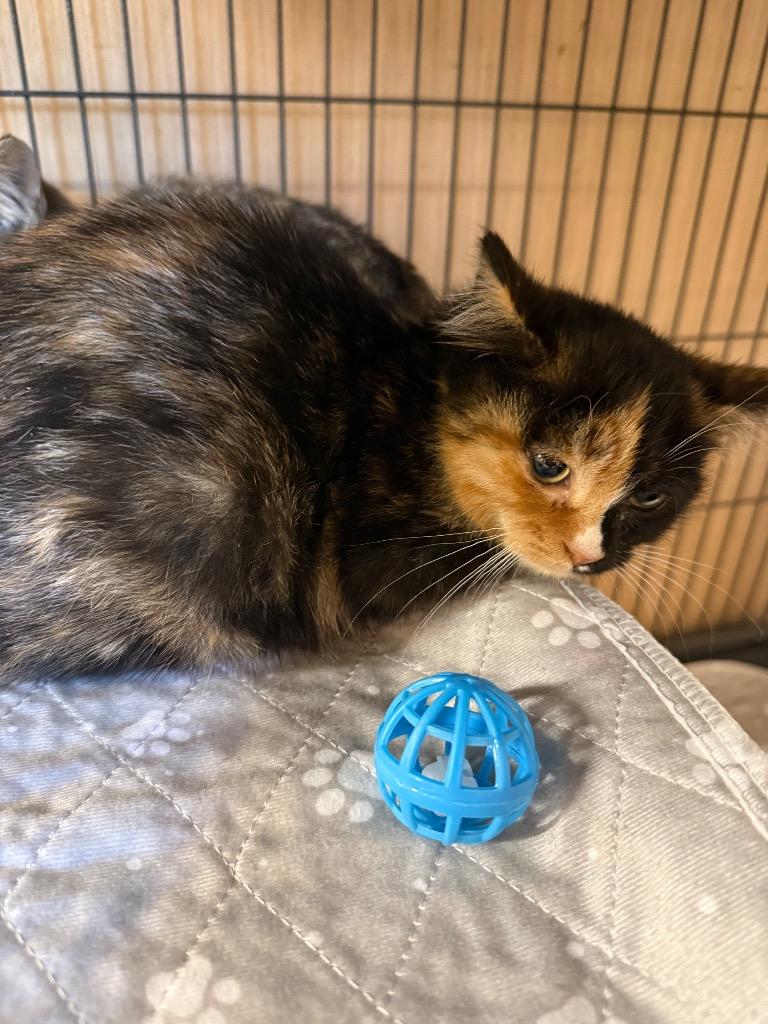 Papaya, Adoptable, Kitten Female Domestic Short Hair.