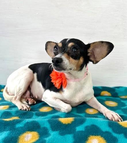 Ivy, Adult Female unknown