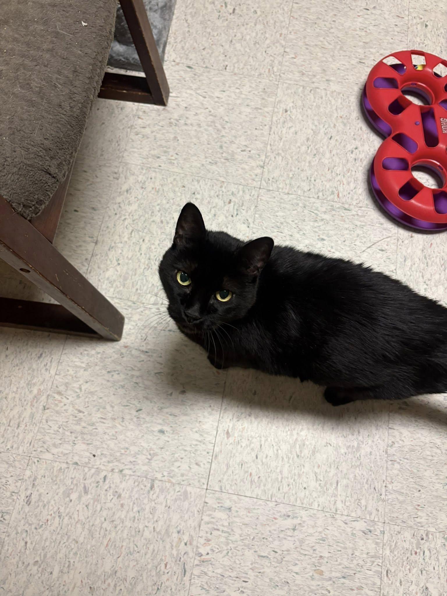 Enlarge ONYX, a ADOPTABLE Domestic Short Hair in Spokane, WA image 2/3