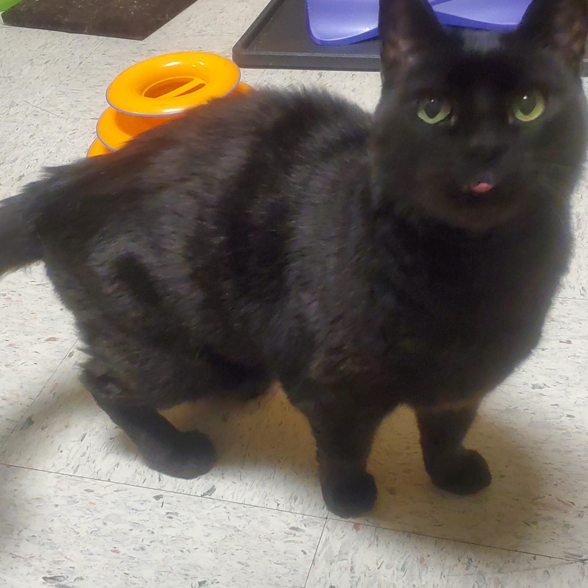 ONYX, ADOPTABLE, Adult Female Domestic Short Hair.