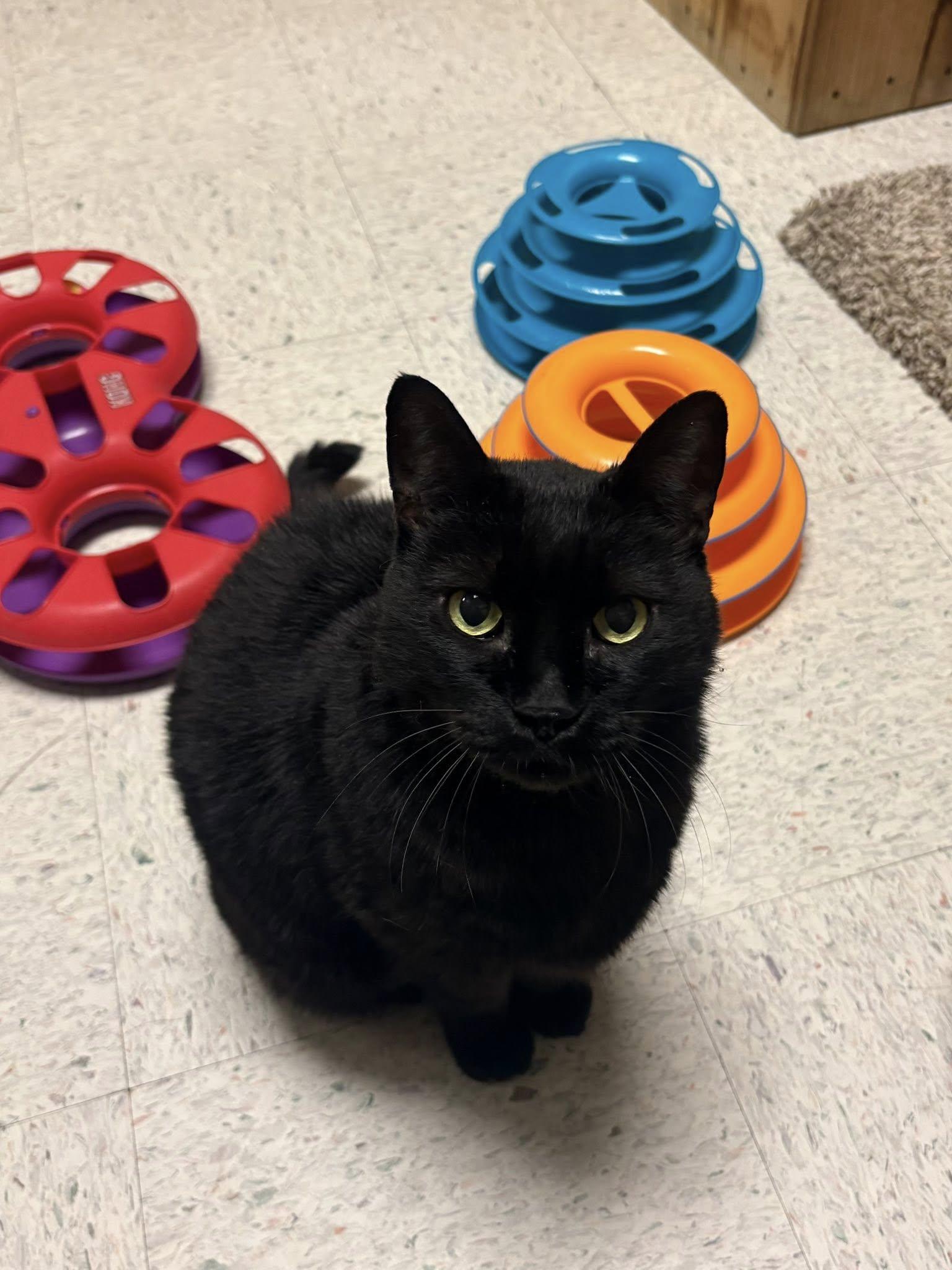 Enlarge ONYX, a ADOPTABLE Domestic Short Hair in Spokane, WA image 1/3