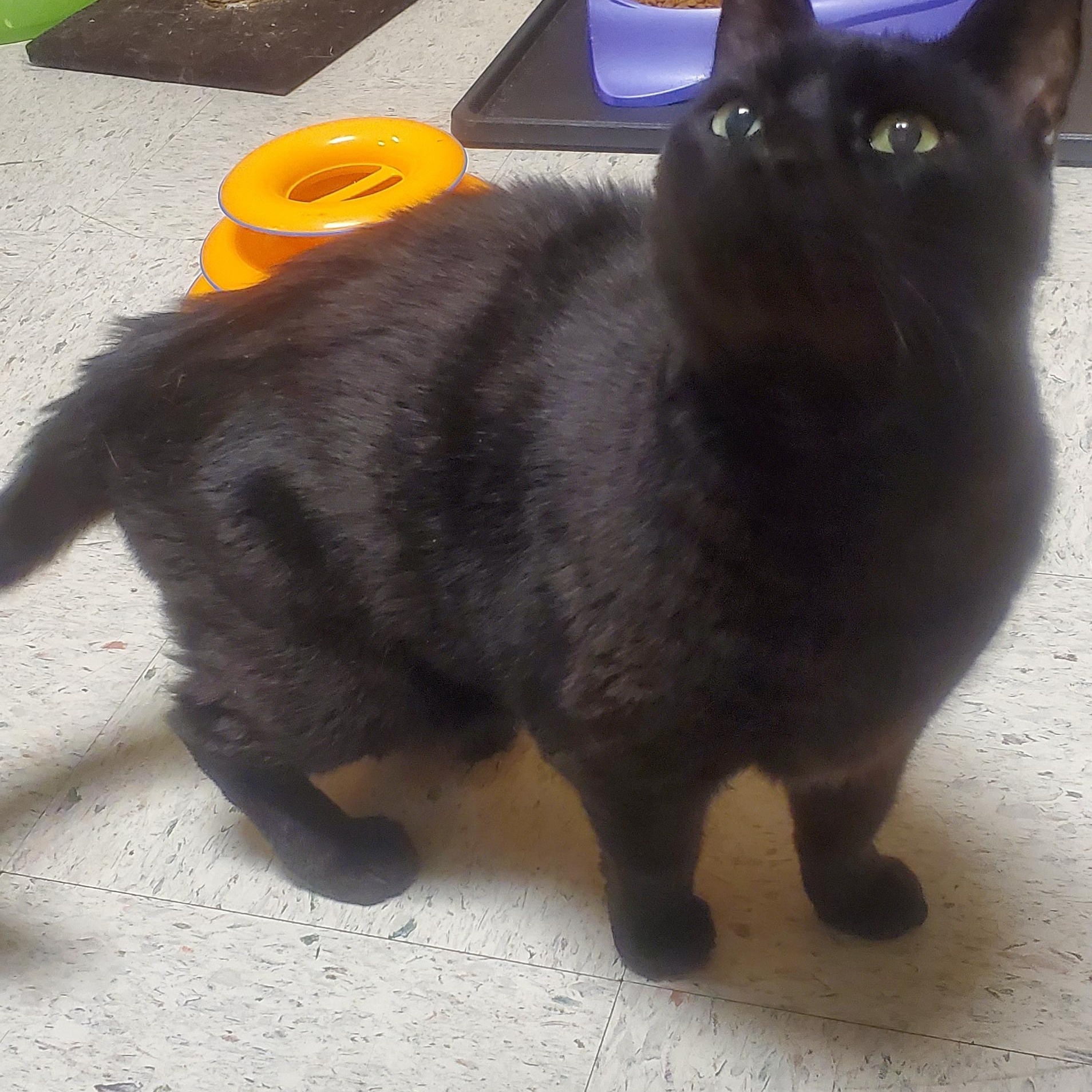 Enlarge ONYX, a ADOPTABLE Domestic Short Hair in Spokane, WA image 2/3