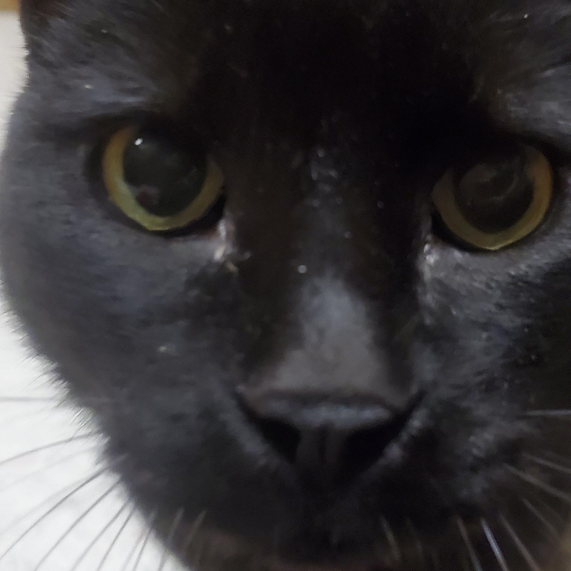 Enlarge ONYX, a ADOPTABLE Domestic Short Hair in Spokane, WA image 3/3