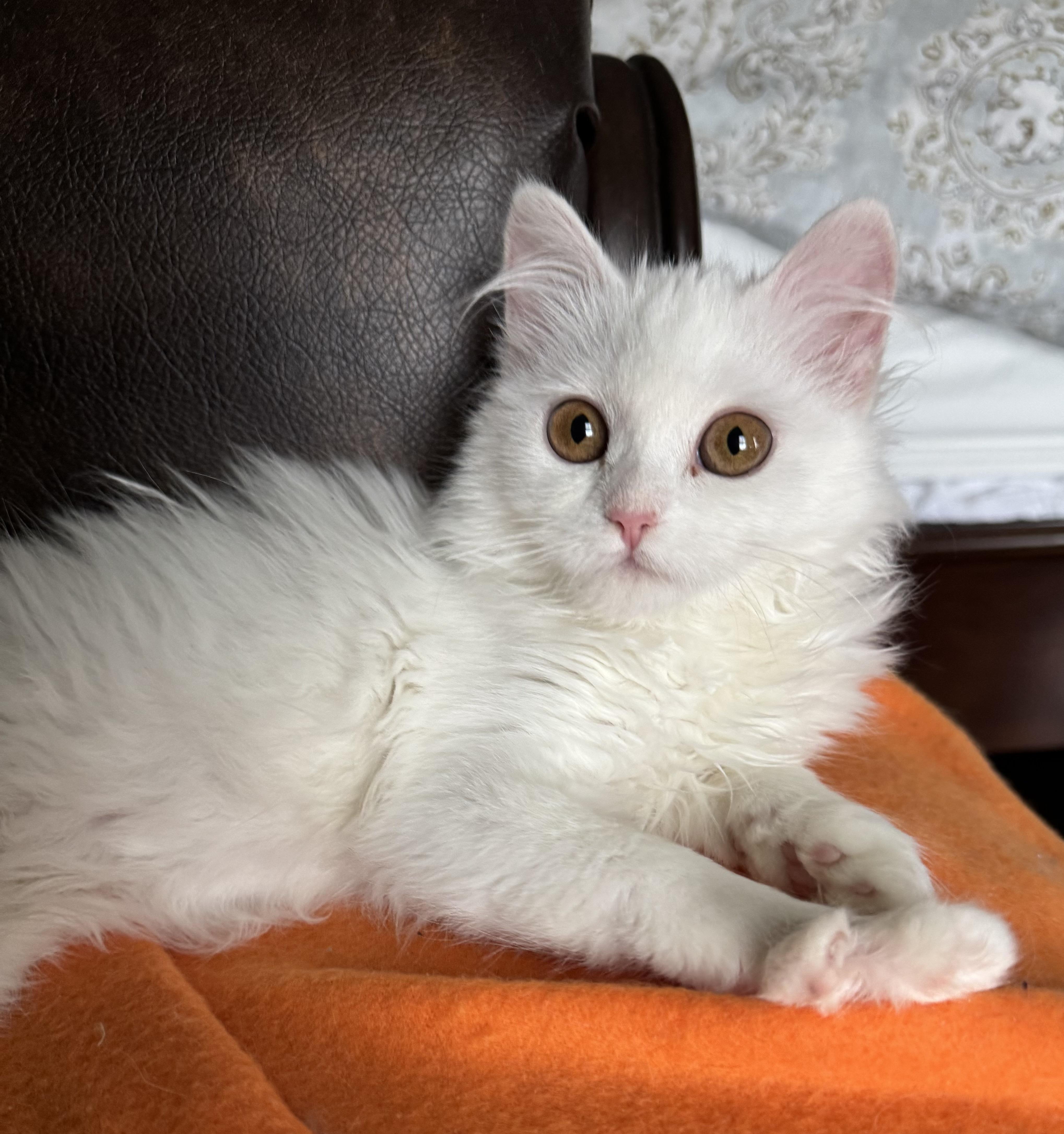 Enlarge Barbara - Erica VanVulpen, an adopted Turkish Angora in Brampton, ON image 5/6