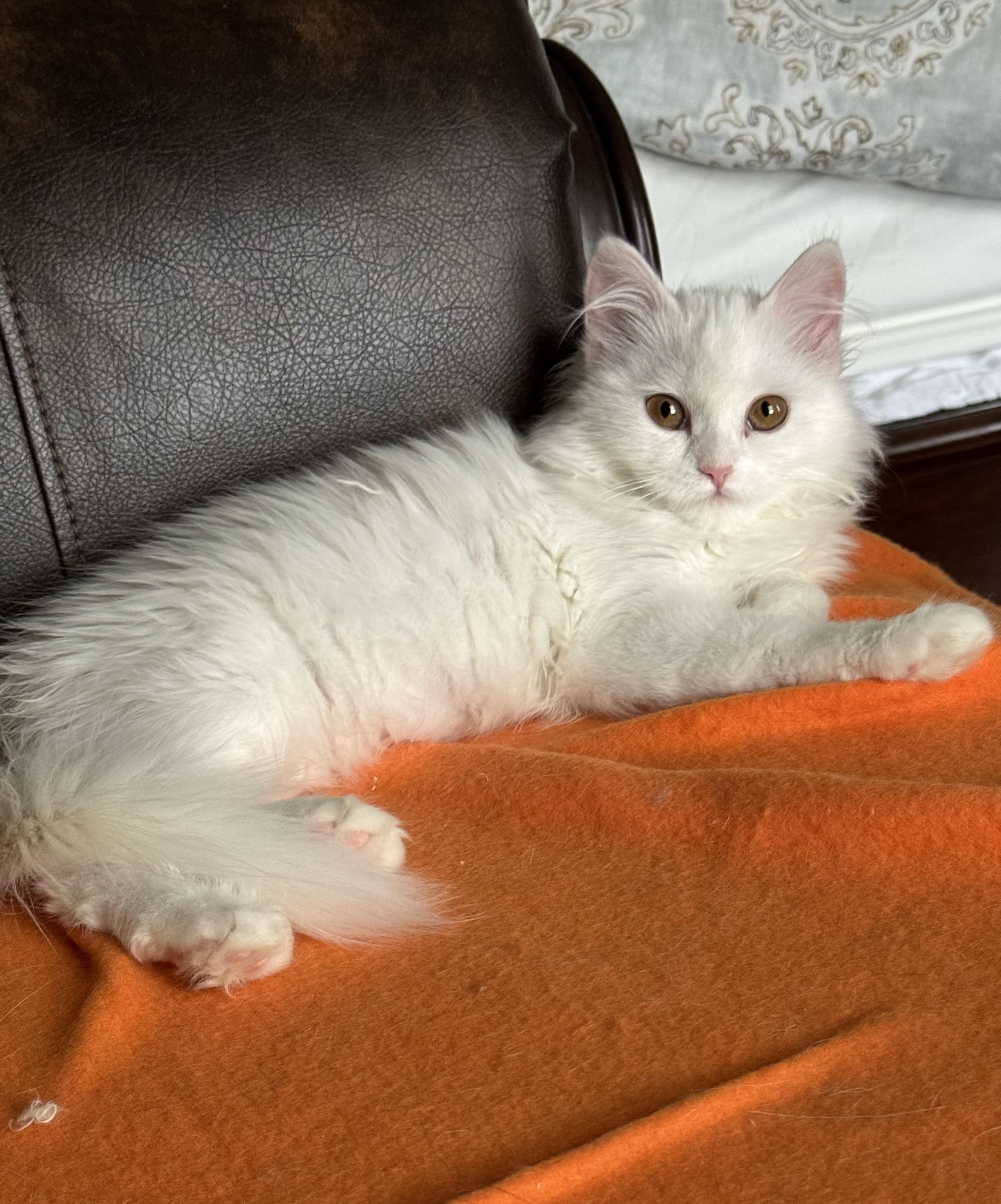 Enlarge Barbara - Erica VanVulpen, an adopted Turkish Angora in Brampton, ON image 4/6