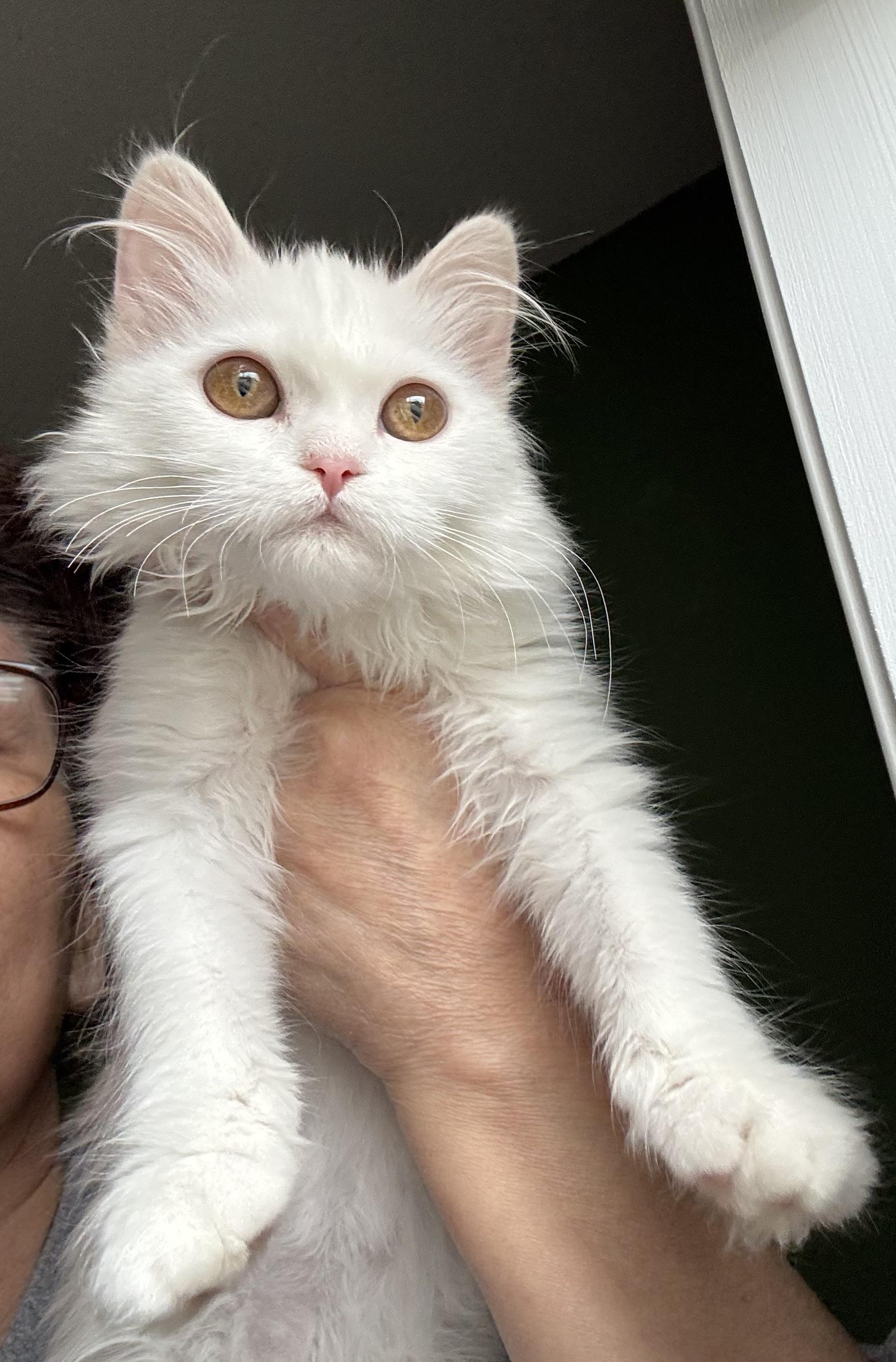 Enlarge Barbara - Erica VanVulpen, an adopted Turkish Angora in Brampton, ON image 2/6