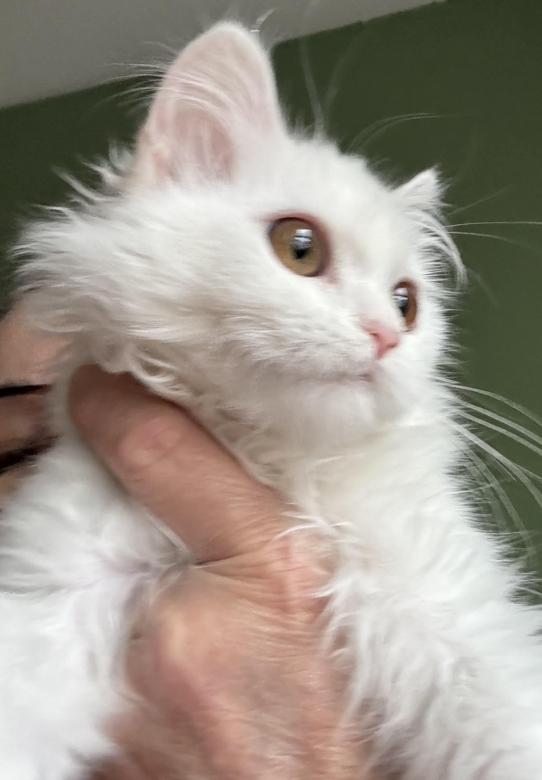 Enlarge Barbara - Erica VanVulpen, an adopted Turkish Angora in Brampton, ON image 6/6