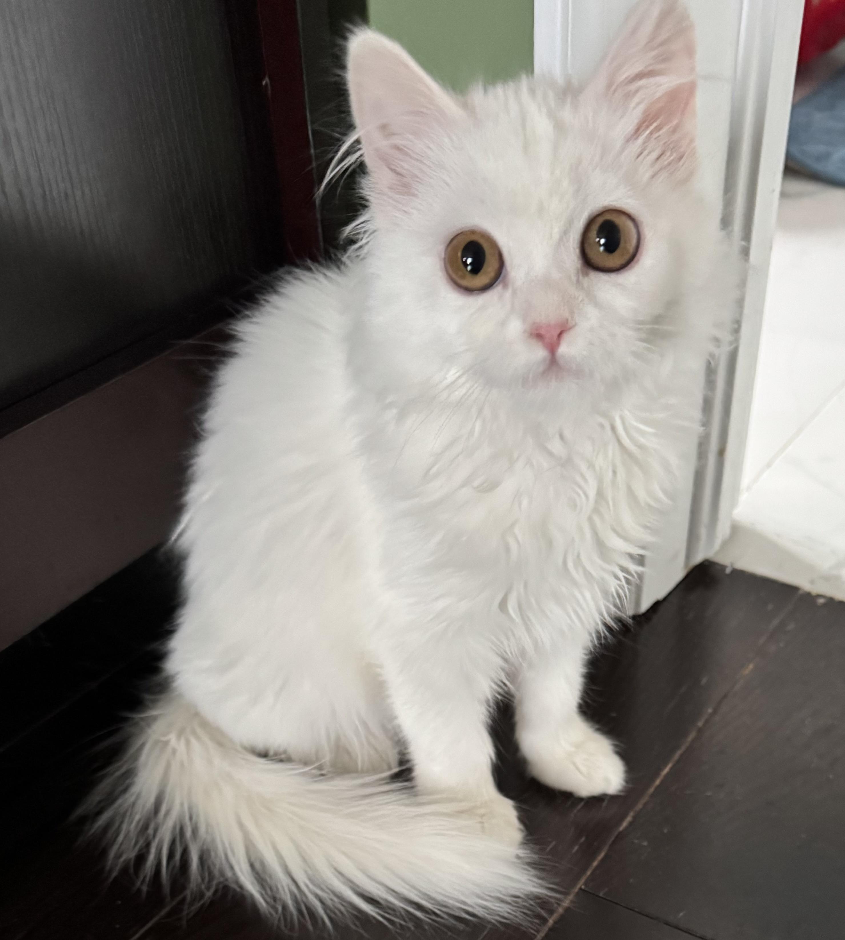 Enlarge Barbara - Erica VanVulpen, an adopted Turkish Angora in Brampton, ON image 1/6