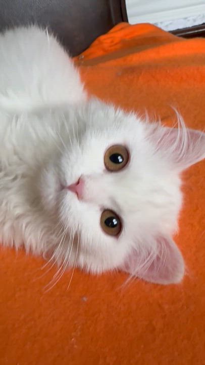 Enlarge Barbara - Erica VanVulpen, an adopted Turkish Angora in Brampton, ON video 3/6