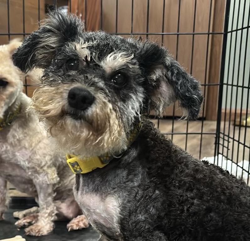 Lucy, Adoptable, Young Female Yorkshire Terrier & Cairn Terrier.