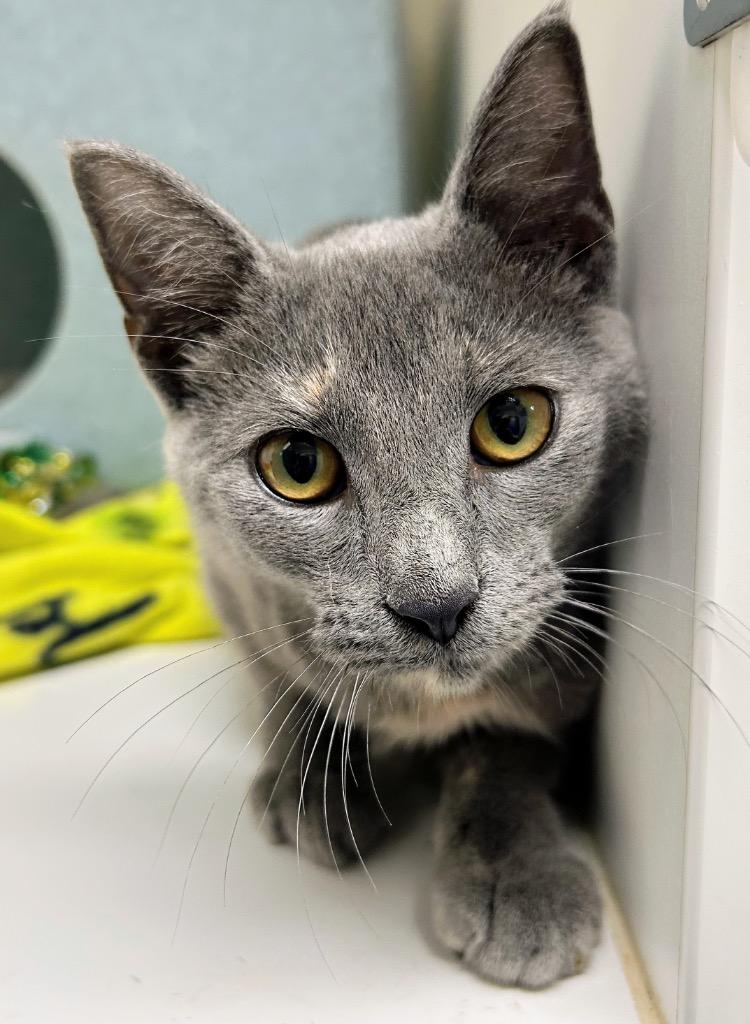 North, Adoptable, Young Female Domestic Short Hair.