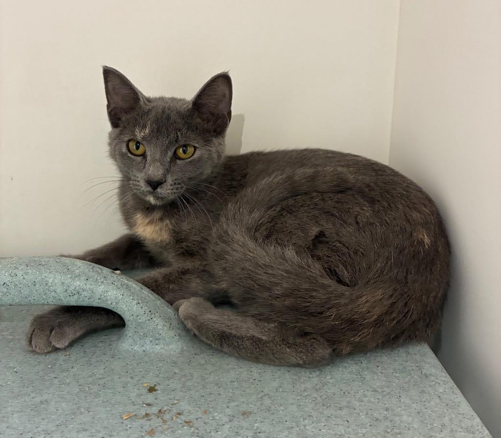 Enlarge North, a Adoptable mixed breed in Bryant, AR image 2/4