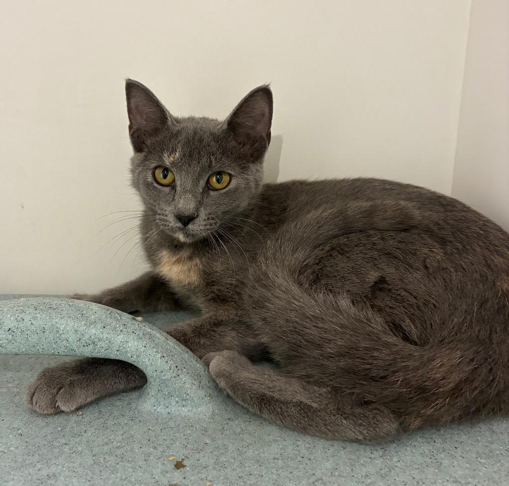 Enlarge North, a Adoptable mixed breed in Bryant, AR image 3/4