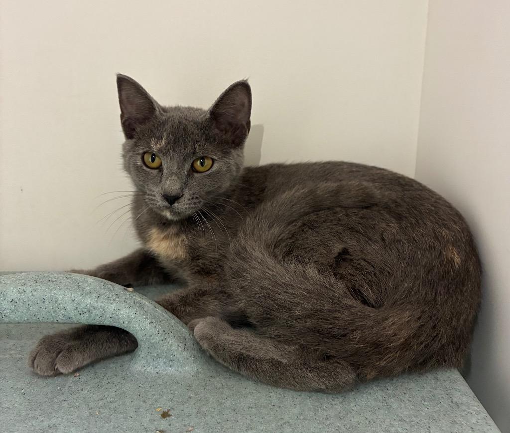 Enlarge North, a Adoptable mixed breed in Bryant, AR image 4/4