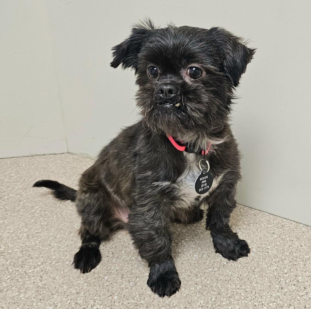 Enlarge TOOTSIE , a Adoptable Shih Tzu in Fenton, MI image 3/6