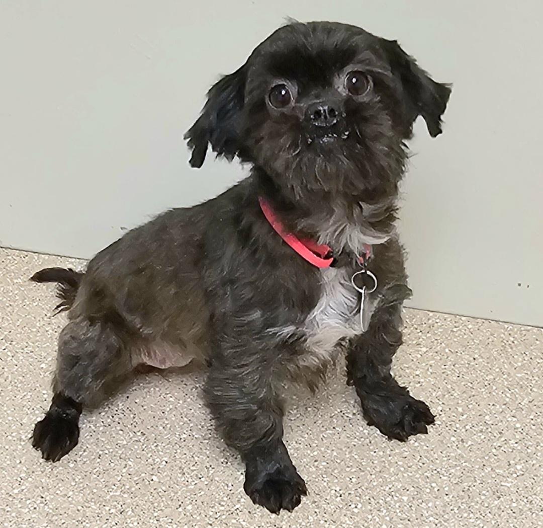 Enlarge TOOTSIE , a Adoptable Shih Tzu in Fenton, MI image 4/6