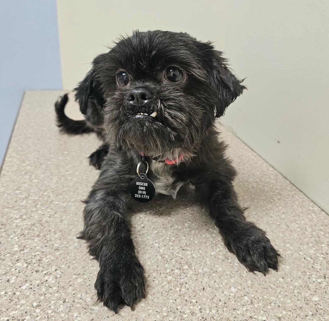 Enlarge TOOTSIE , a Adoptable Shih Tzu in Fenton, MI image 5/6