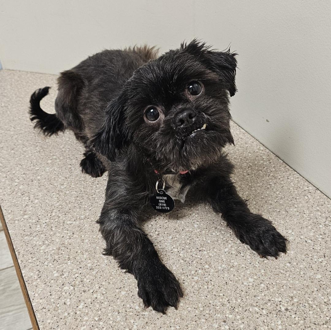 Enlarge TOOTSIE , a Adoptable Shih Tzu in Fenton, MI image 2/6