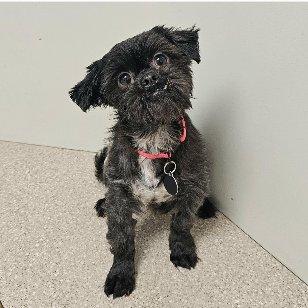 Enlarge TOOTSIE , a Adoptable Shih Tzu in Fenton, MI image 1/6