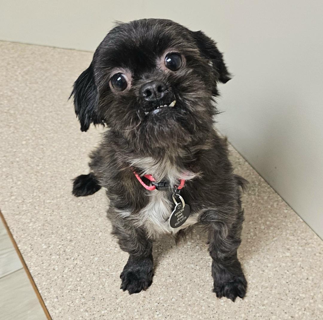 Enlarge TOOTSIE , a Adoptable Shih Tzu in Fenton, MI image 6/6