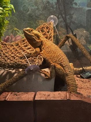 Enlarge Helios, an adopted Bearded Dragon in Key West, FL image 1/1
