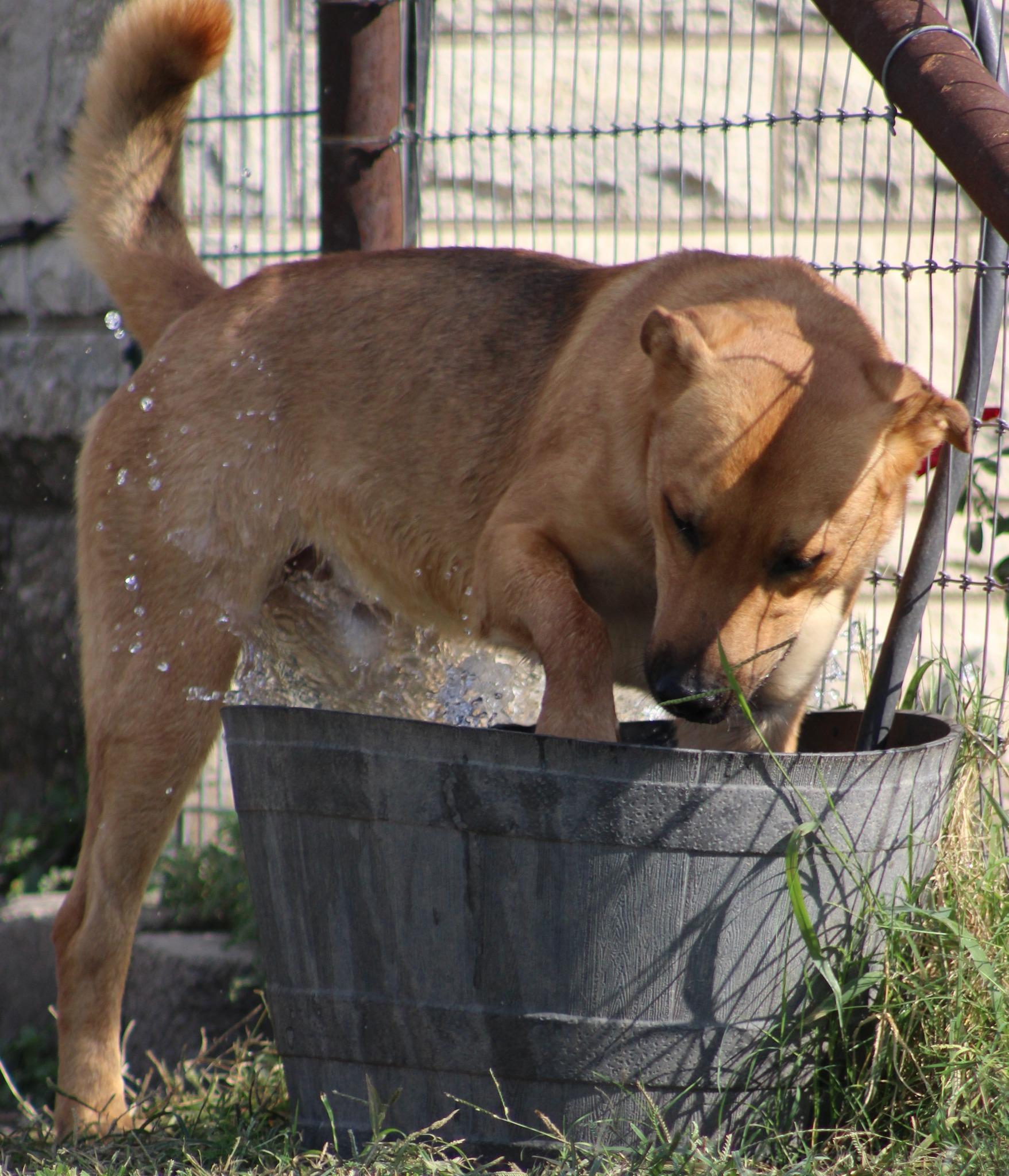 Enlarge Coyote, a Adoptable German Shepherd Dog in Temple, TX image 4/6