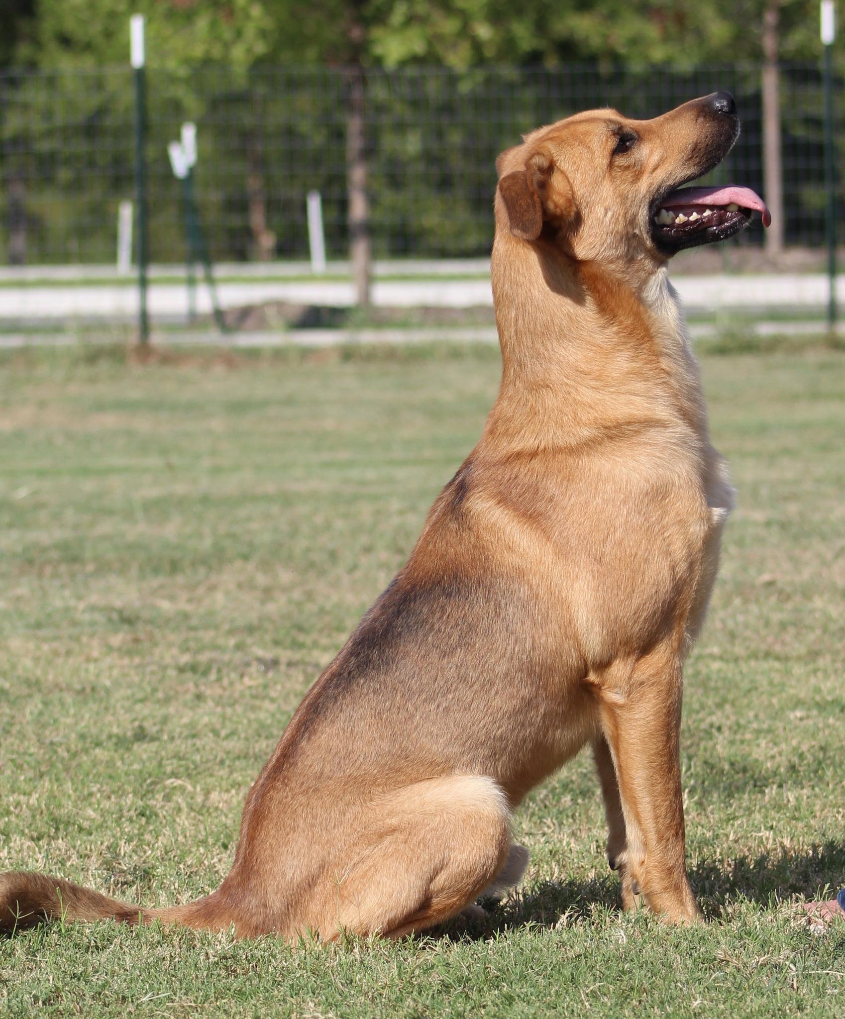 Enlarge Coyote, a Adoptable German Shepherd Dog in Temple, TX image 3/6