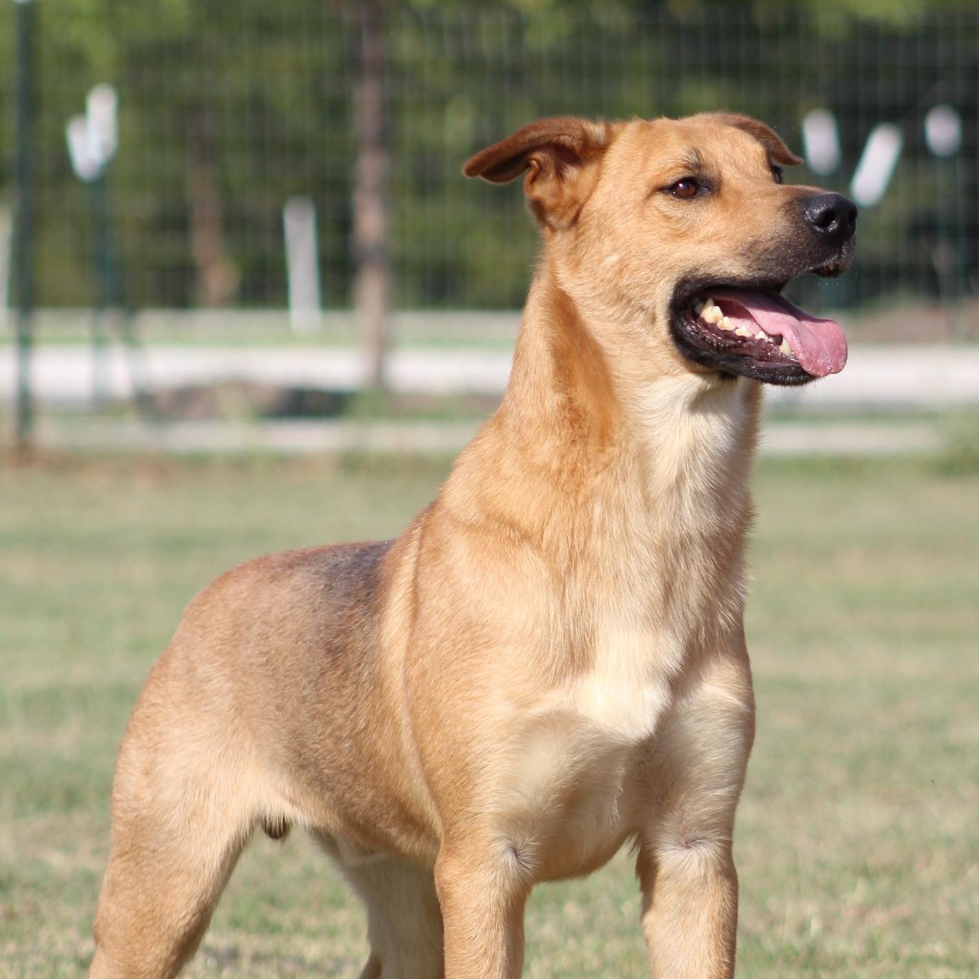 Coyote, Adoptable, Young Male German Shepherd Dog.