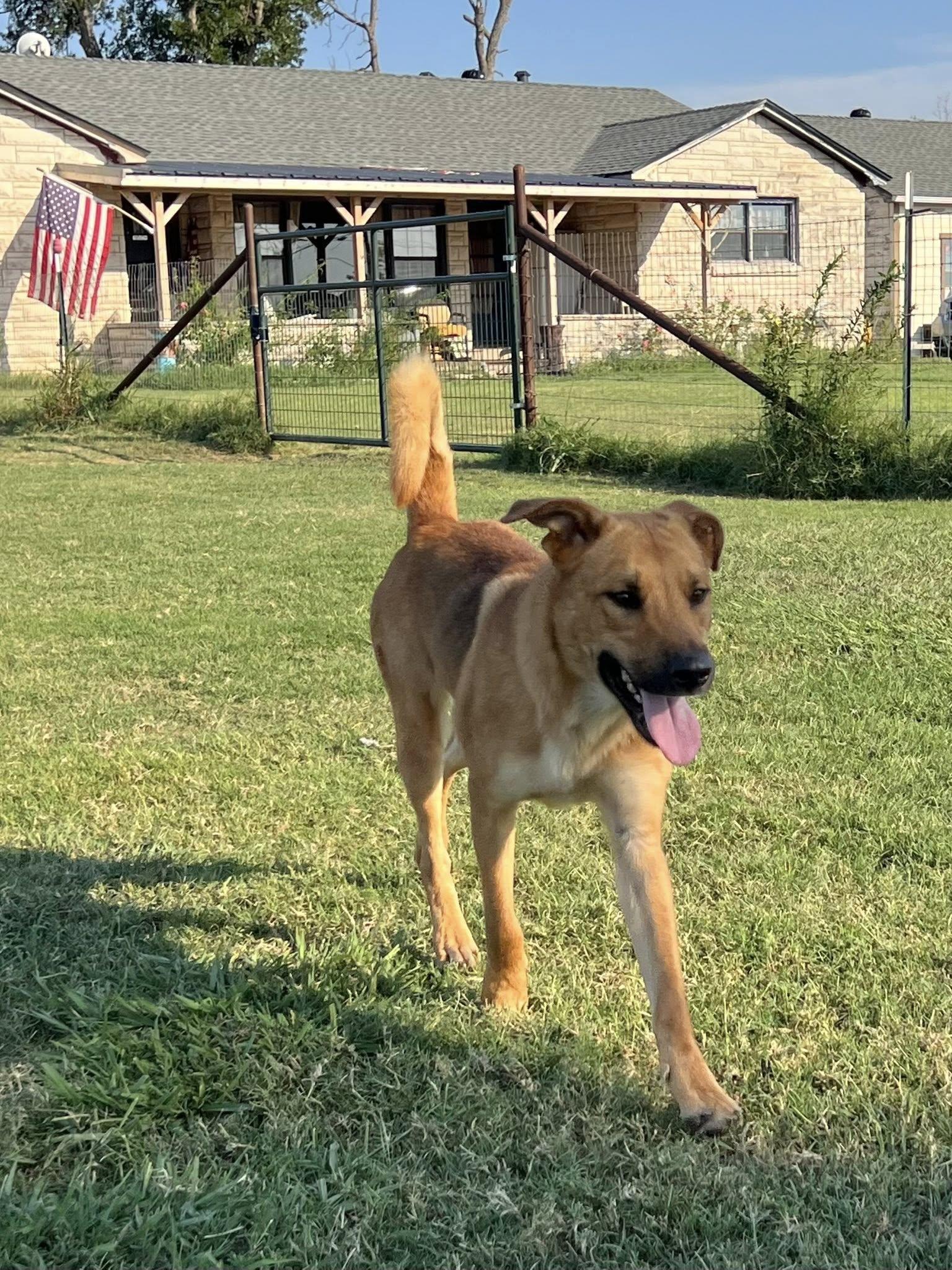 Enlarge Coyote, a Adoptable German Shepherd Dog in Temple, TX image 6/6