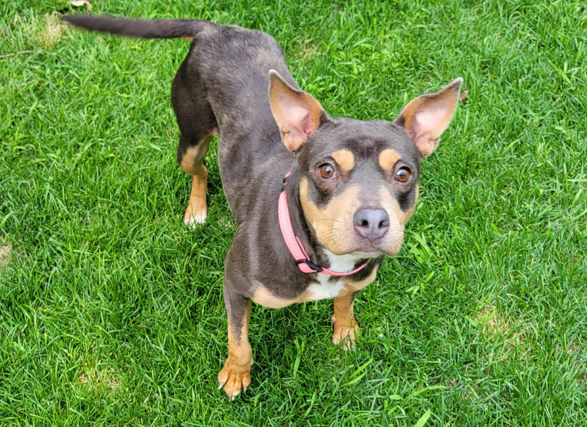 Roxy photo 5