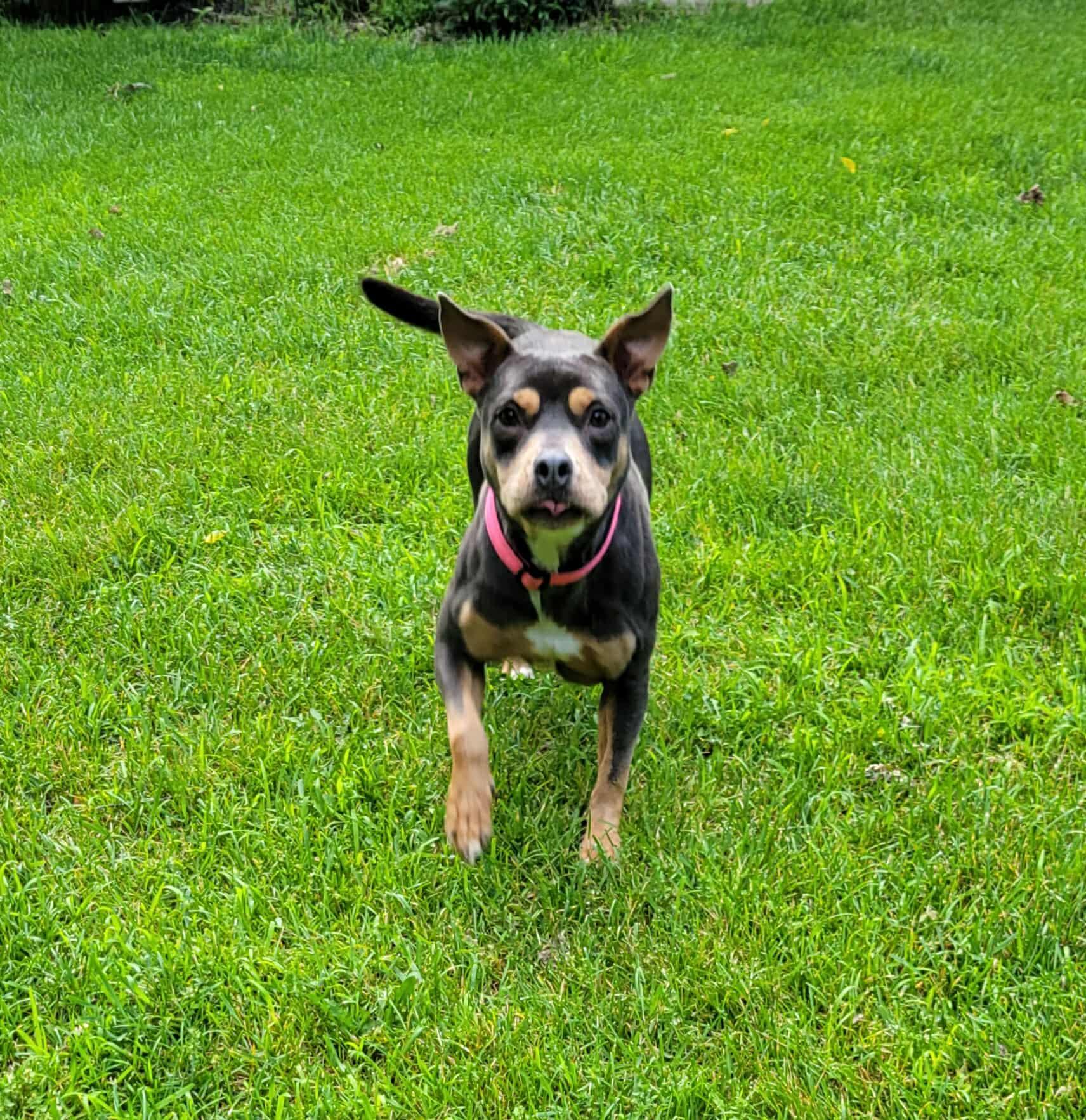 Roxy, Adult Female Pit Bull Terrier