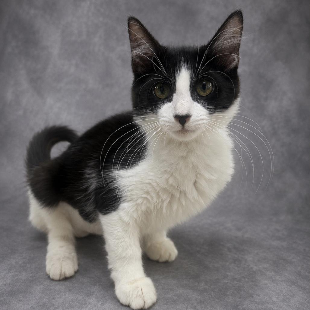 Moon, Adoptable, Young Female Domestic Short Hair.