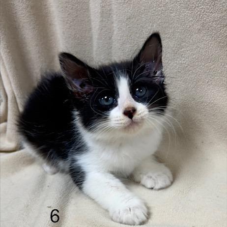 Enlarge Moon, a Adoptable Domestic Short Hair in Donalsonville, GA image 2/2