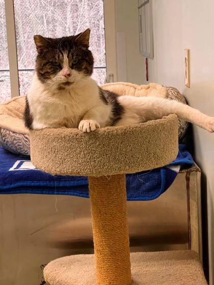 Wonder Paws, Adoptable, Adult Male Domestic Short Hair & Domestic Short Hair.