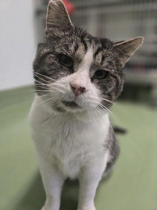 Wonder Paws, a Adoptable Domestic Short Hair in Batavia, OH image 2/2