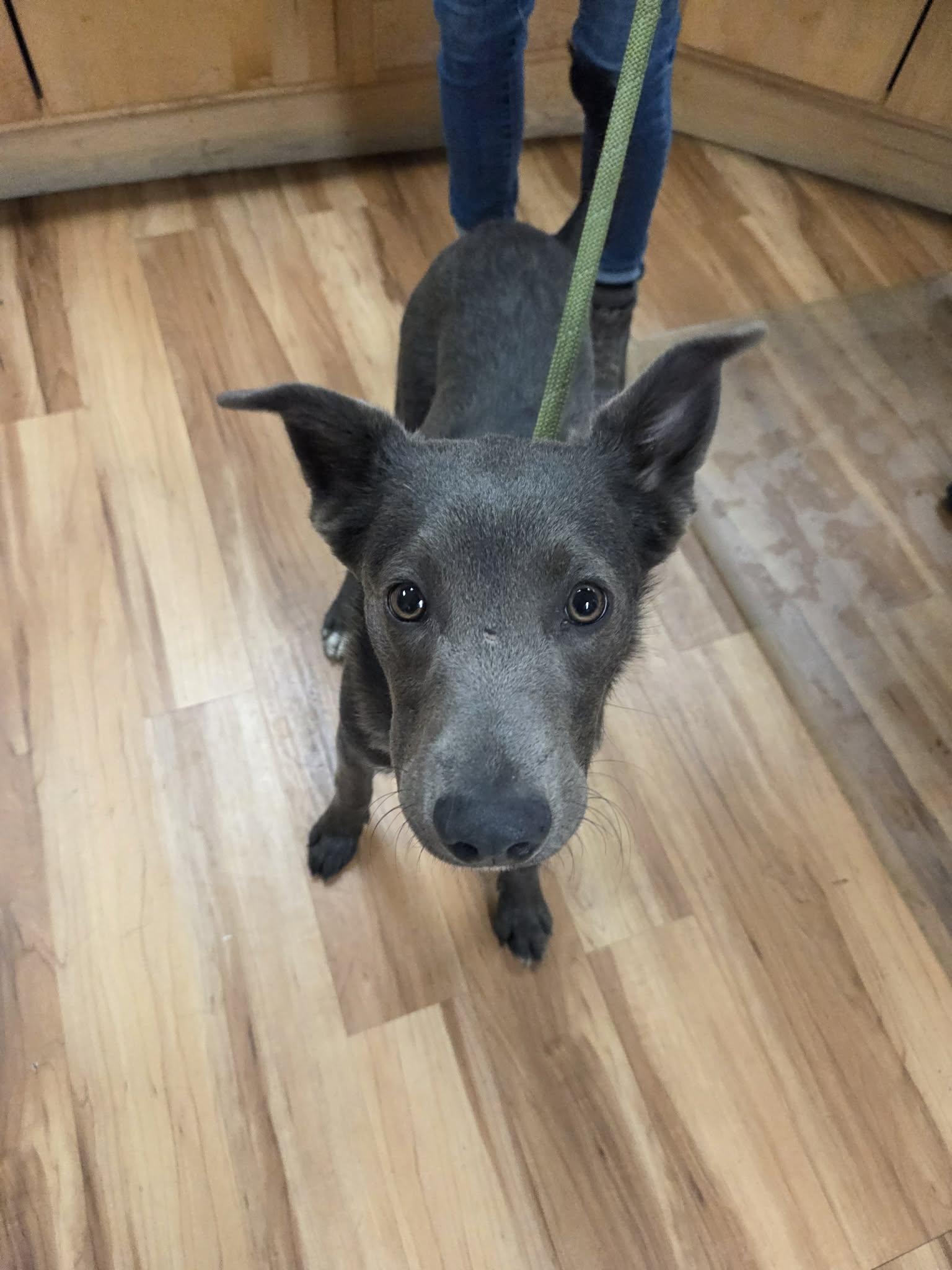 Mowgli, a ADOPTABLE mixed breed in Canon City, CO image 1/3