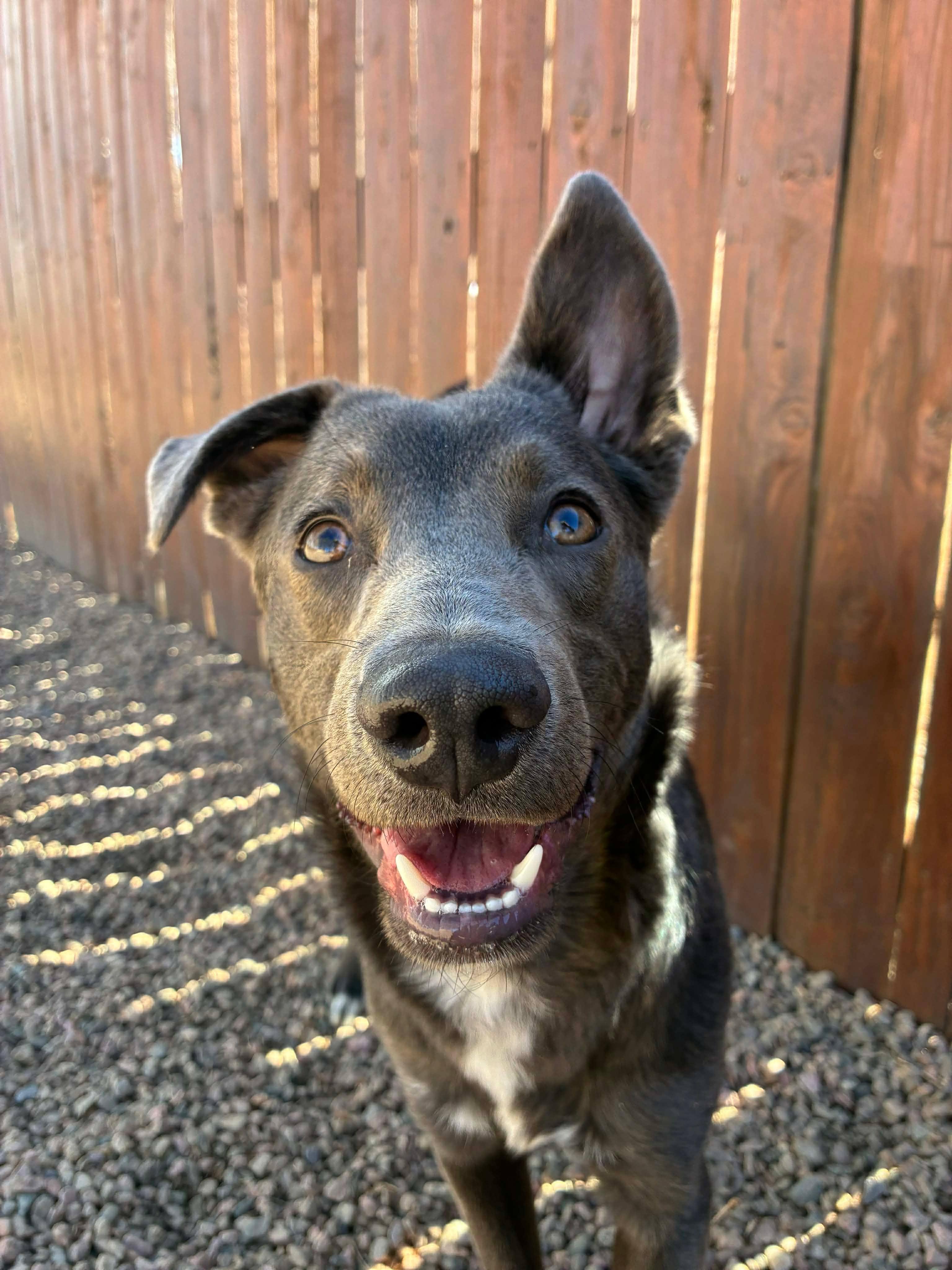Enlarge Mowgli, an adopted mixed breed in Canon City, CO image 1/1