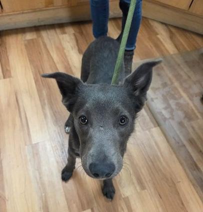 Mowgli, a ADOPTABLE mixed breed in Canon City, CO image 3/3