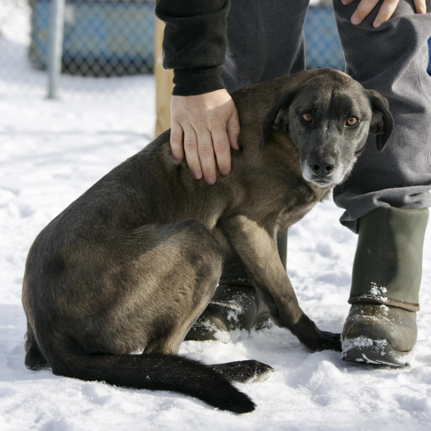 Sweetie, an adoptable mixed breed in Mount Sterling, KY image 1/3