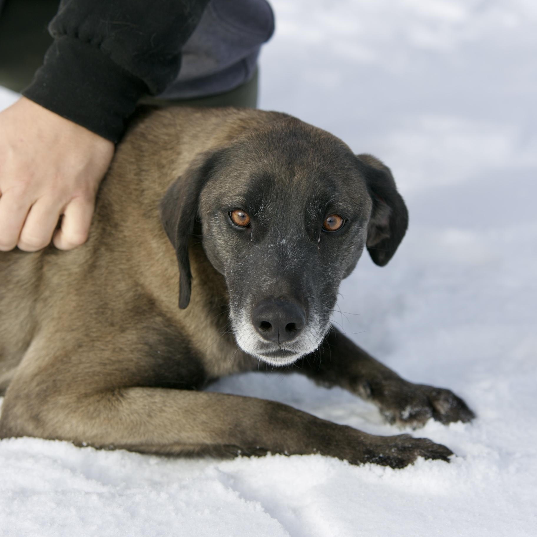 Sweetie, an adoptable mixed breed in Mount Sterling, KY image 2/3