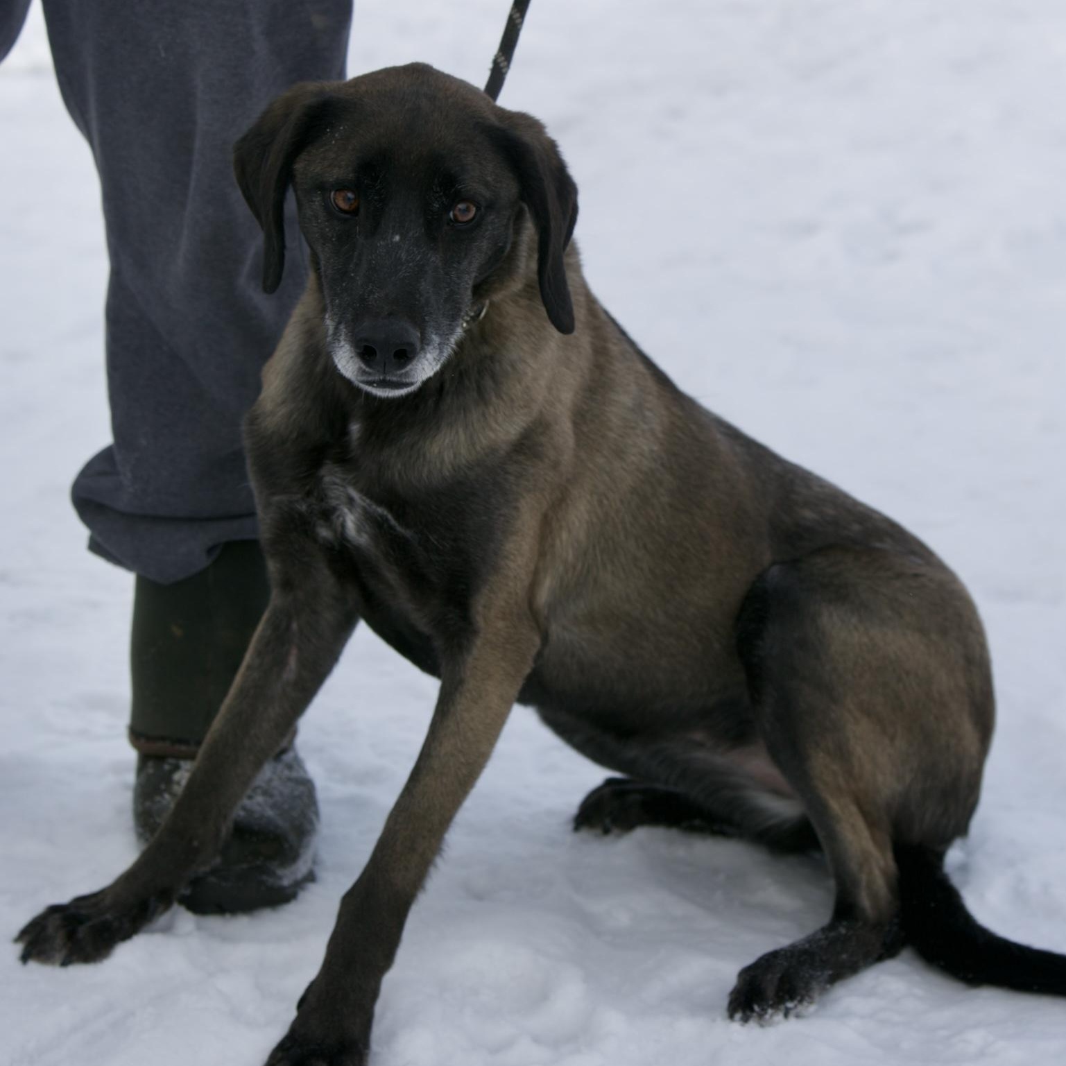 Sweetie, an adoptable mixed breed in Mount Sterling, KY image 3/3