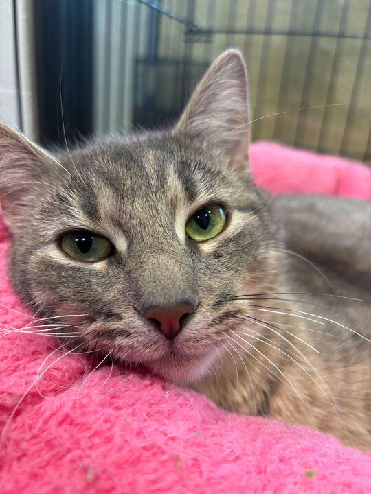 Lulu, ADOPTABLE, Young Female Domestic Short Hair.