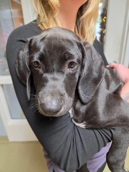 Tessie, Adoptable, Puppy Female Labrador Retriever.