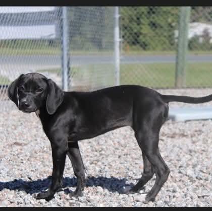 Enlarge Tessie, a Adoptable Labrador Retriever in Statesville, NC image 2/2