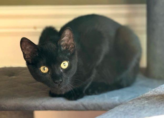 Hootie, Baby Female Domestic Short Hair