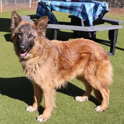 Enlarge Nina, a ADOPTABLE mixed breed in Danbury, CT image 1/5