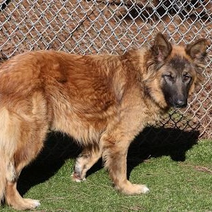 Enlarge Nina, a ADOPTABLE mixed breed in Danbury, CT image 4/5