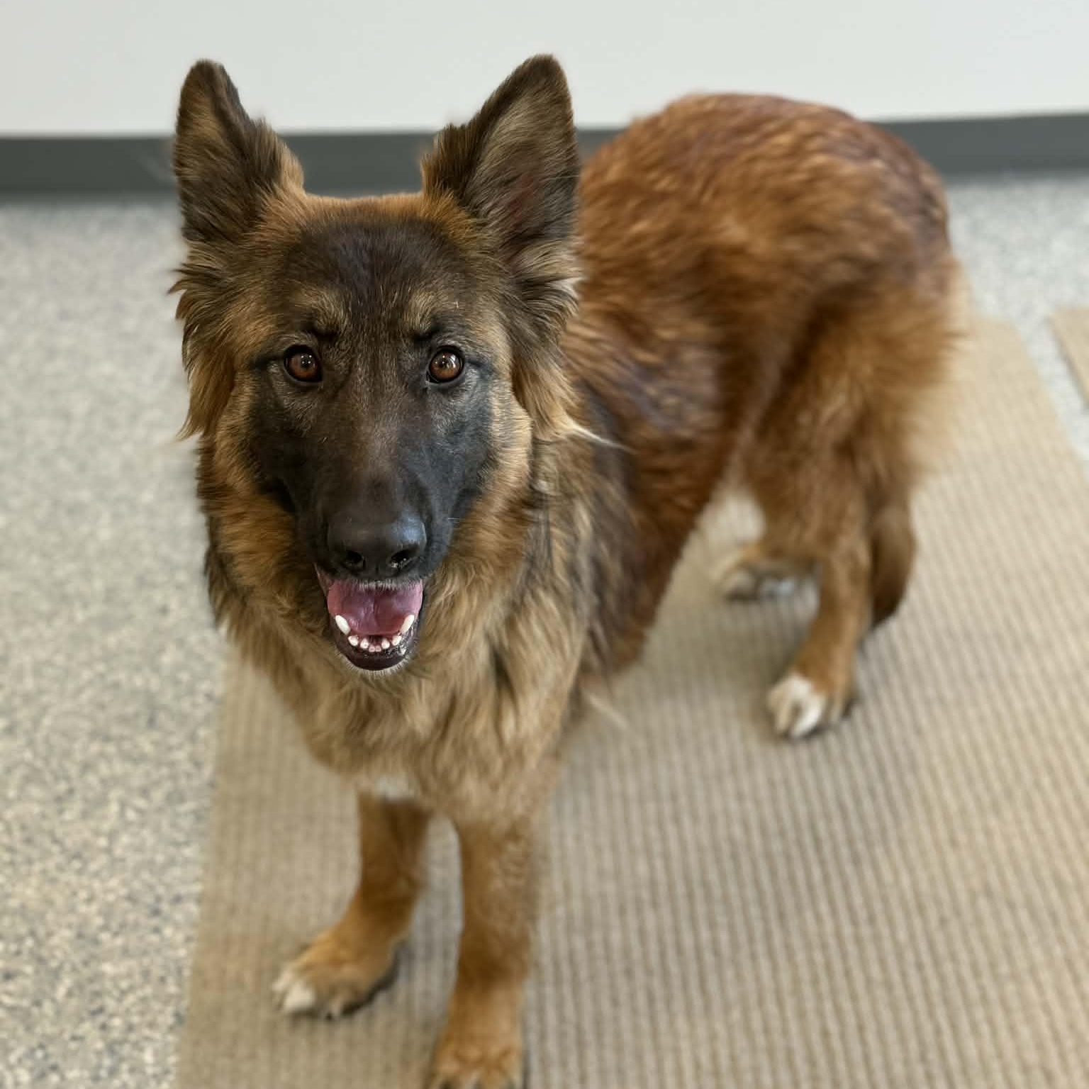 Enlarge Nina, a ADOPTABLE mixed breed in Danbury, CT image 5/5