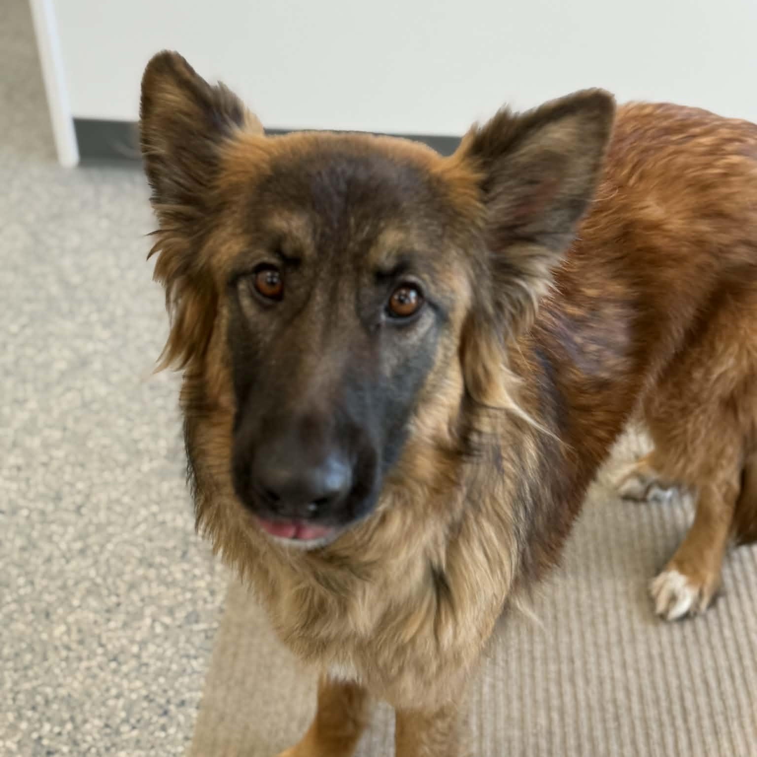 Enlarge Nina, a ADOPTABLE mixed breed in Danbury, CT image 3/5