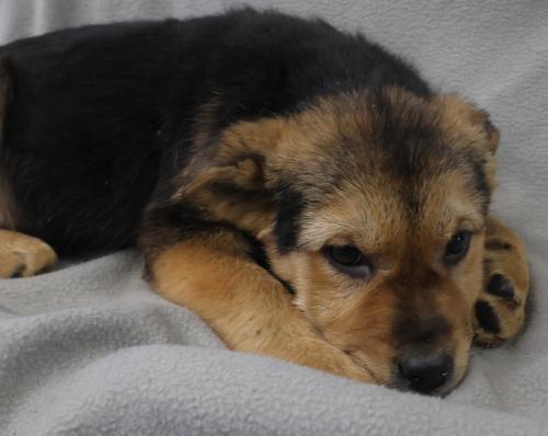 Noogaa, Adoptable, Puppy Male Shepherd.
